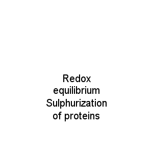 Redox equilibrium Sulphurization of proteins